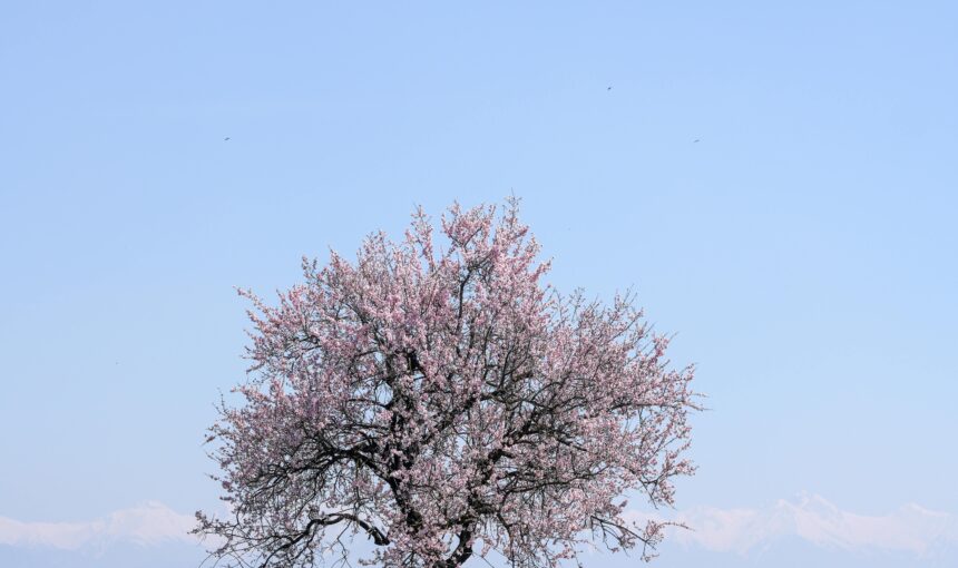 Kashmir Tour Packages: Up to 30% Off – Book Now and Discover Paradise!